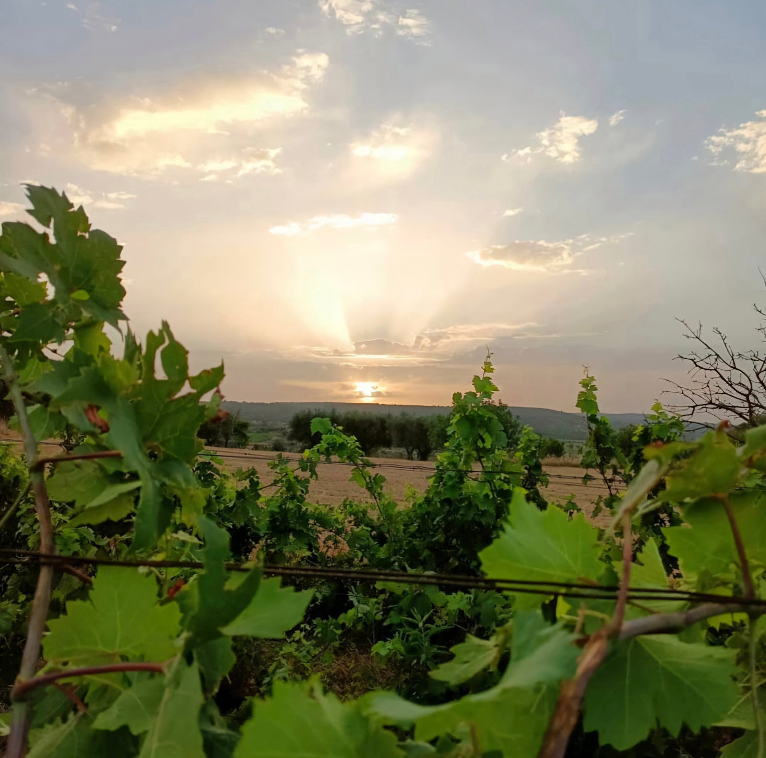 Puglia