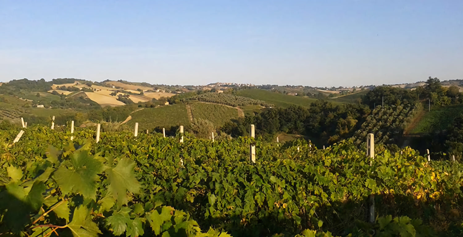Marche