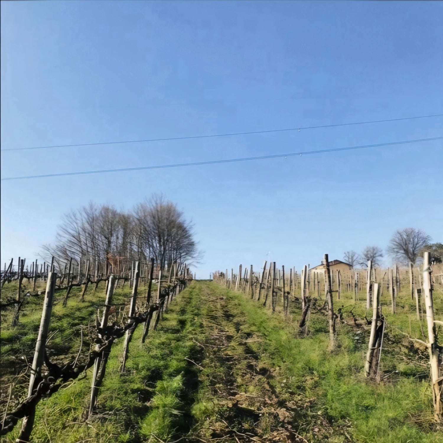 Molise