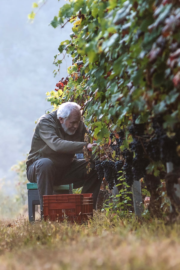 La Collina degli Amici